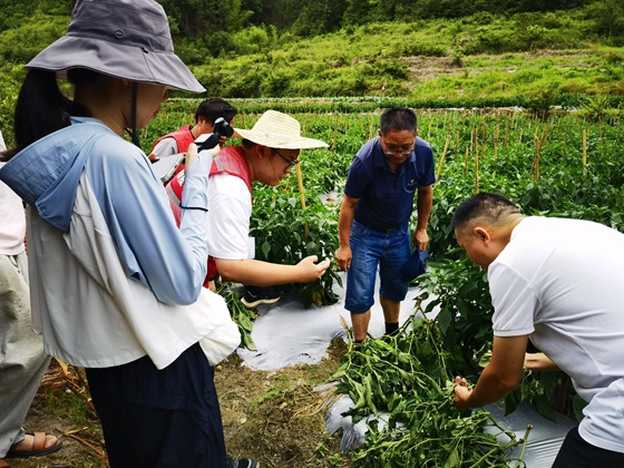 人保财险南平政和支公司：联合县农业农村局实地核查台风造成的辣椒田受灾情况