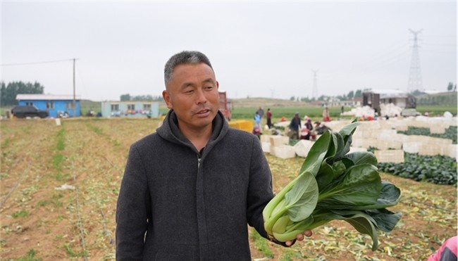 一肥六效，鲁花花生肽肥的化肥替代之路——在田间地头实地探访鲁花花生肽肥六大“超能力”  
