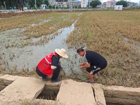 人保财险莆田市秀屿支公司：农险赋能助复产  19.97万元水稻赔款直达农户